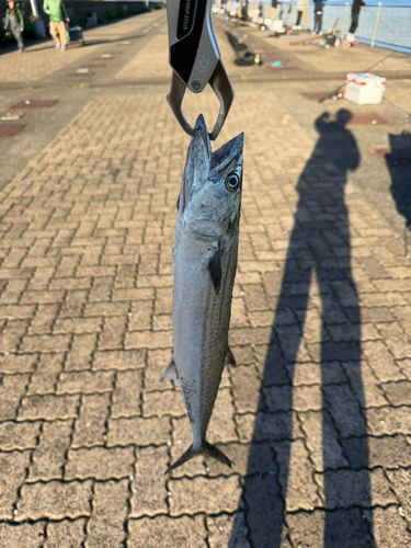 サゴシの釣果