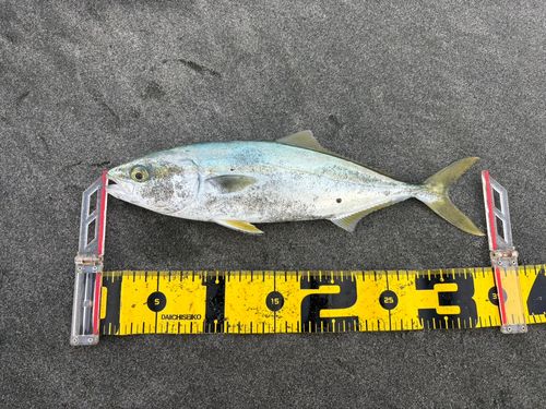 ワカシの釣果