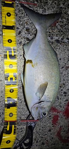 イスズミの釣果