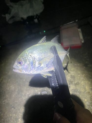メッキの釣果