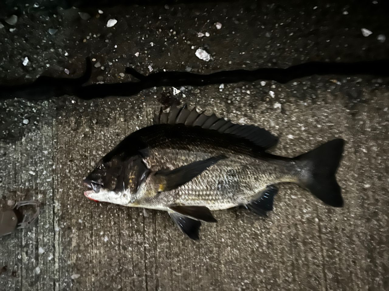 クロダイ