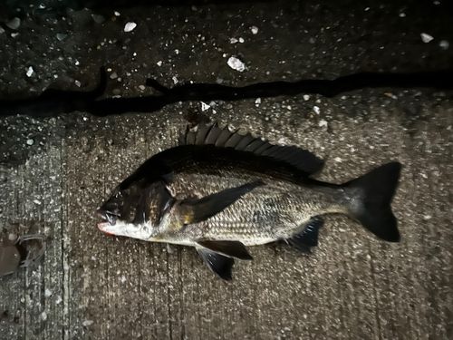 クロダイの釣果