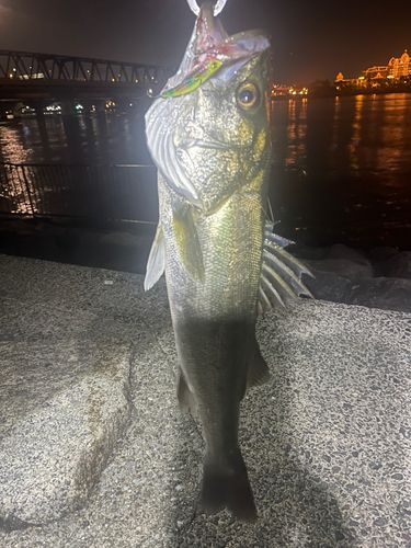 旧江戸川河口