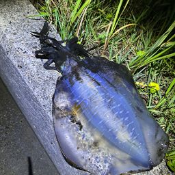 アオリイカ