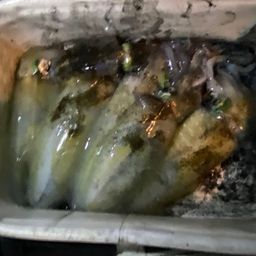 アオリイカ
