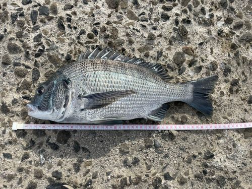 クロダイの釣果