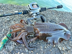アオリイカの釣果