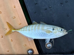 ギンガメアジの釣果