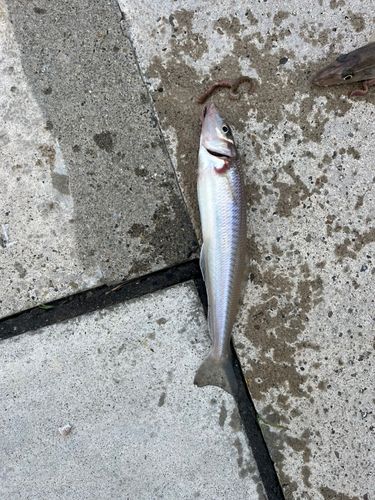 シロギスの釣果