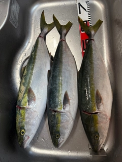 メジロの釣果
