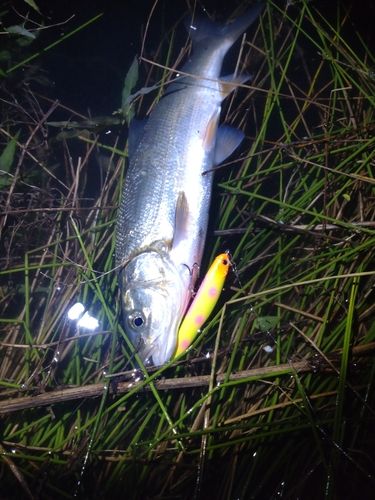 マルタウグイの釣果