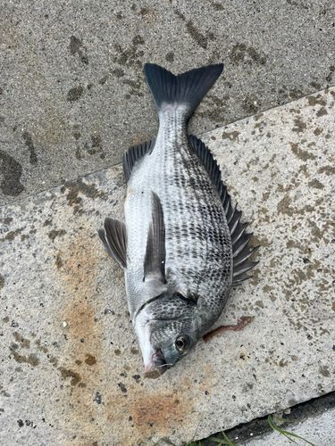 クロダイの釣果