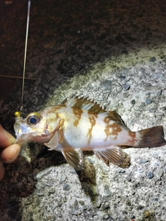 メバルの釣果