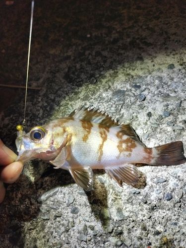 メバルの釣果