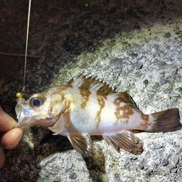 メバル