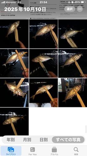 アジの釣果