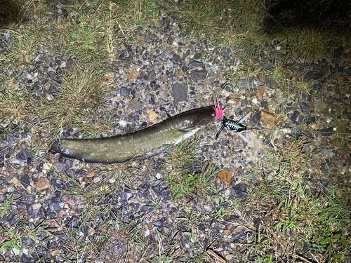 ニホンナマズの釣果