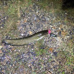ニホンナマズ