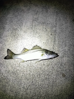 セイゴ（ヒラスズキ）の釣果