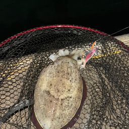 モンゴウイカ
