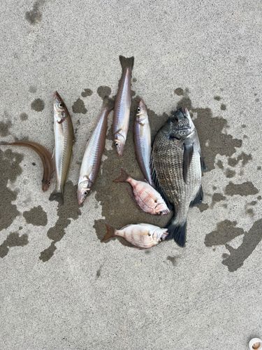 シロギスの釣果