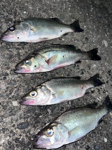 セイゴ（マルスズキ）の釣果