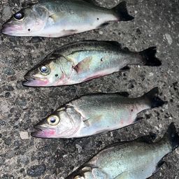 セイゴ（マルスズキ）