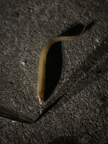 アナゴの釣果