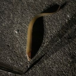 アナゴ