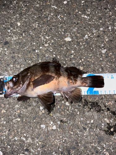 釣果