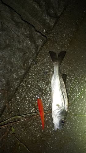 セイゴ（マルスズキ）の釣果