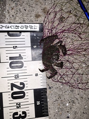 モクズガニの釣果