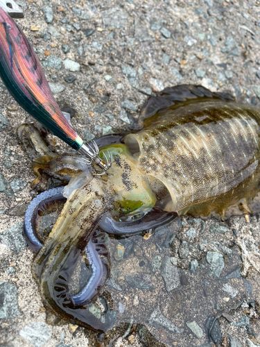 アオリイカの釣果