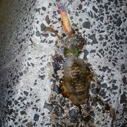 アオリイカ