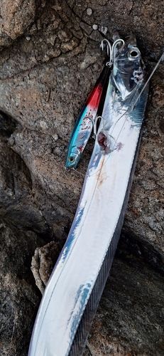 タチウオの釣果