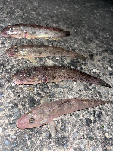 ハゼの釣果