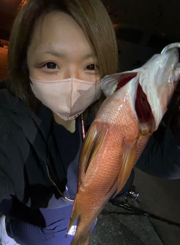シブダイの釣果