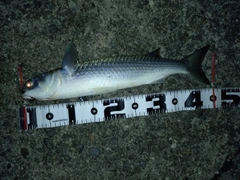 ボラの釣果