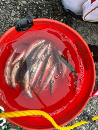イワシの釣果