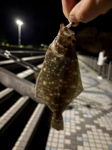 ソゲの釣果