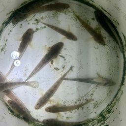 マハゼ