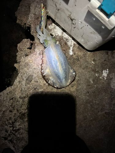 秋田県北部