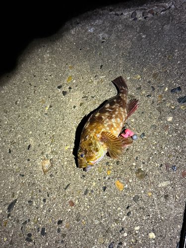 カサゴの釣果