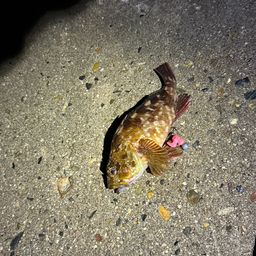 カサゴ