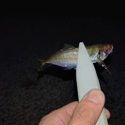 アジ