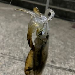 アオリイカ