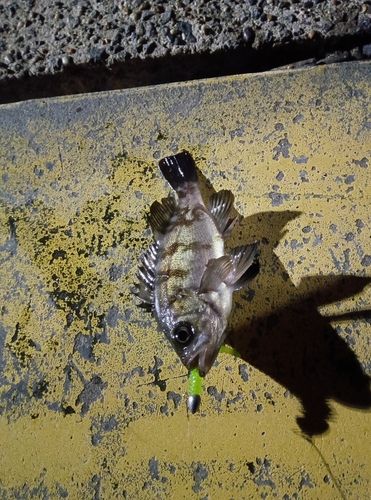 メバルの釣果