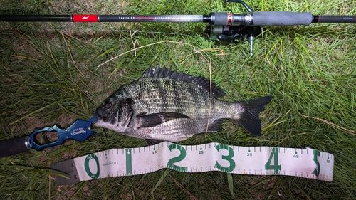 チヌの釣果