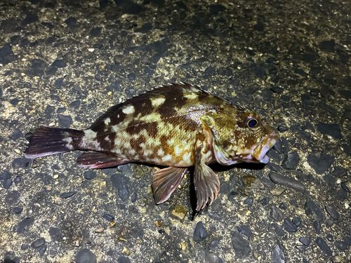 カサゴの釣果