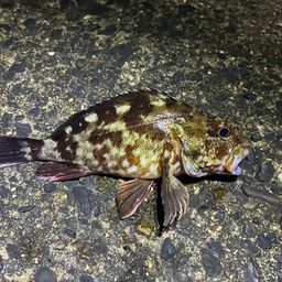 カサゴ